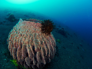 Giant barrel sponge