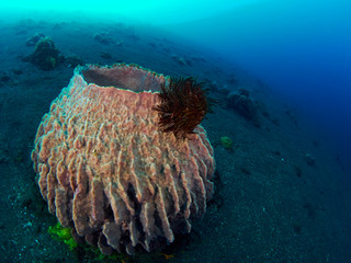 Giant barrel sponge