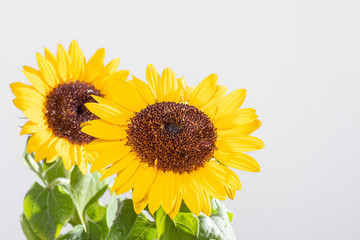Obraz premium yellow sunflower flower on white background