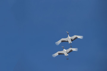 Japanese cranes on the clear blue sky