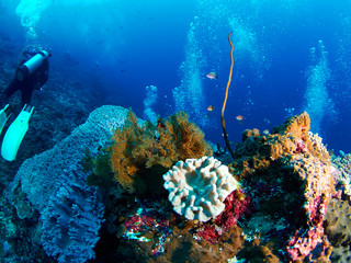 Scuba diver with coral