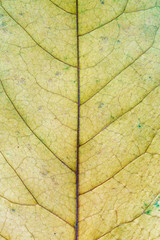 Veins in the yellow autumn leaf close-up. Nature texture. Abstract background