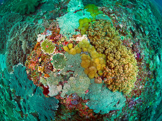 coral reef