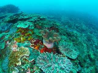 coral reef