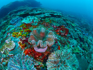 coral reef