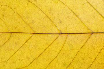 Veins in the autumn leaf