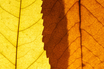 Naklejka na ściany i meble Veins in the yellow autumn leaf close-up. Nature texture. Abstract background