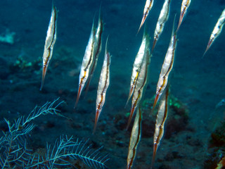 Rigid Shrimpfish