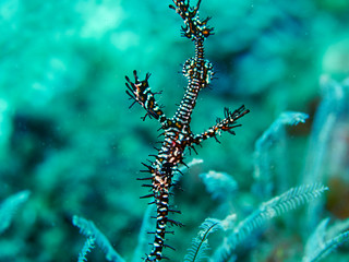 Ornate Ghost Pipefish