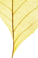 Naklejka na ściany i meble Yellow leaf on white background. Veins in the autumn leaf close-up