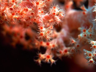 coral polyps