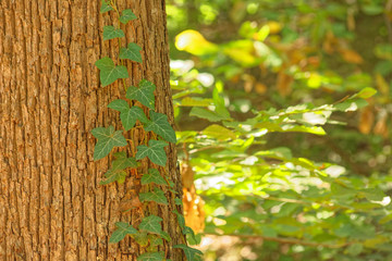 English Ivy ( Hedera Helix ) growing on a tree trunk in autumn season at Belgrad Forest, Istanbul.