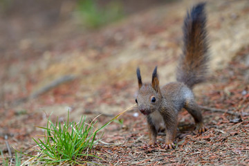 エゾリスの子供