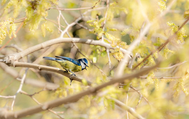 Bird on a branch. Blue tit