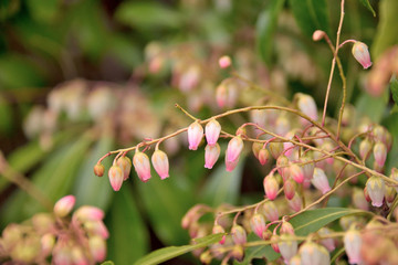 Pieris japonica - Andromeda japonica. It is dalled 