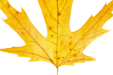 Yellow leaf on white background. Veins in the autumn leaf close-up