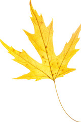 Yellow leaf on white background. Veins in the autumn leaf close-up
