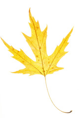 Yellow leaf on white background. Veins in the autumn leaf close-up