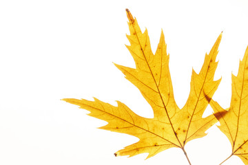 Obraz premium Yellow leaf on white background. Veins in the autumn leaf close-up