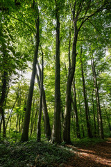 Fototapeta na wymiar Große Bäume im Park