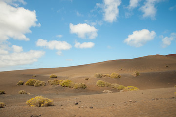 capture of Lanzarote canary 