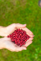 Female palms with berries on a green grassy background