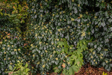 Fototapeta premium Wilder Hopfen als hecke