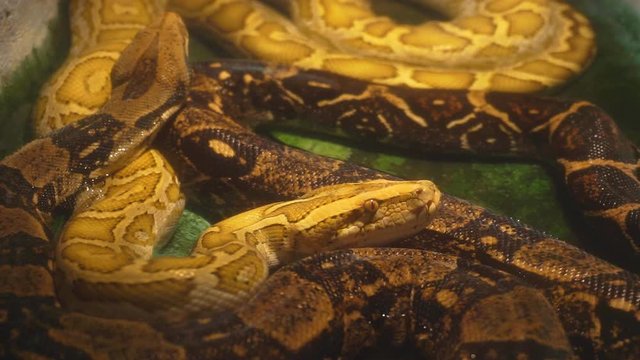 Video of two pythons in a terrarium.1920X1080 Full Hd.