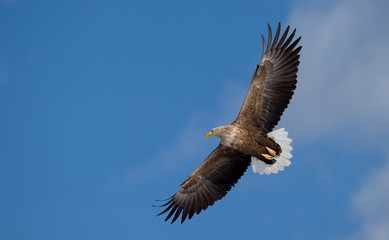 eagle in flight