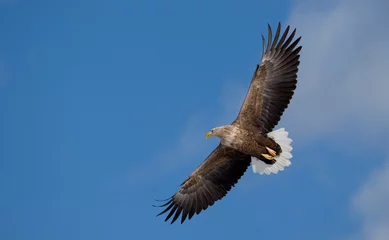 Zelfklevend Fotobehang eagle in flight © prasitphoto