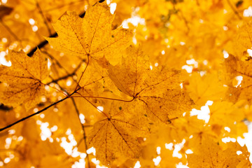 yellow autumn maple leaves as background
