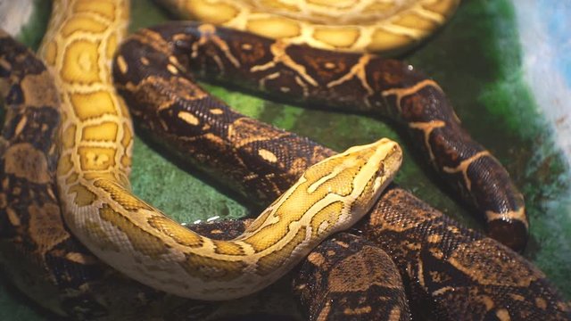 Video of two pythons in a terrarium.1920X1080 Full Hd.