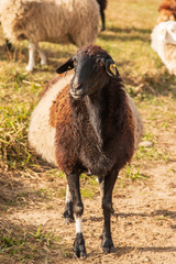 animal ram for a walk