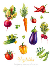 Vegetables. Set of watercolor illustrations