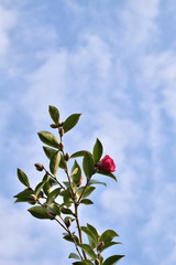 Camellia japonica - Tsubaki.