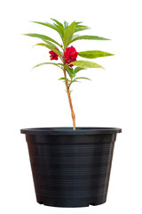 Red Balsam, Impatiens balsamina or Touch Me Not blooming in black potted isolated on white background included clipping path.