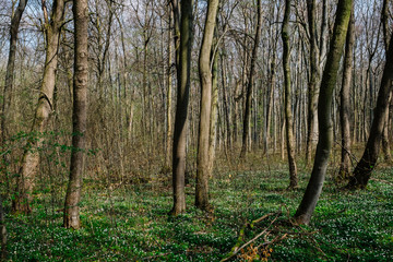 Obraz premium Bäume Wald