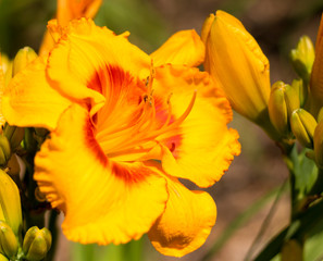 Closeup of a brilliant yellow daylily in bloom