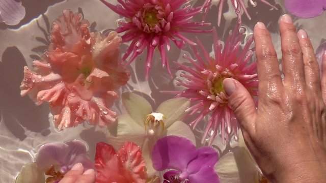 Woman hands gently touching colourful flowers floating on the sparkling water surface. Beautiful macro composition for your design. Close up slow motion shot at sunny day. Top view.