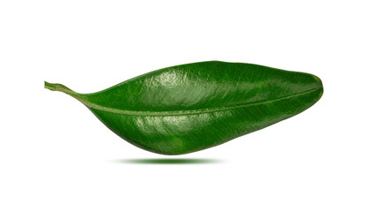 Fototapeta na wymiar Blueberry leaf isolated on white background