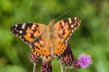 Close up image of colorful painted lady butterfly with spread wings sitting on purple thistle growing in a meadow on a summer day. Blurry green background.