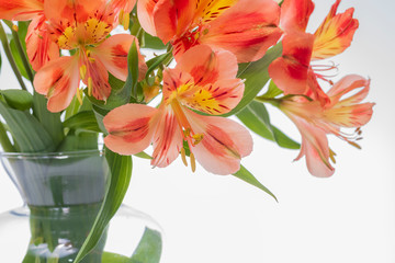 Obraz na płótnie Canvas astromeliad flower