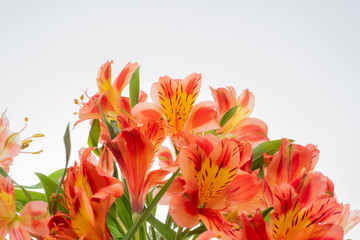 Obraz na płótnie Canvas astromeliad flower