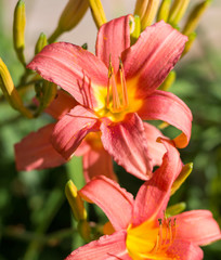 Salmon colored daylilies blooming in a perennial border