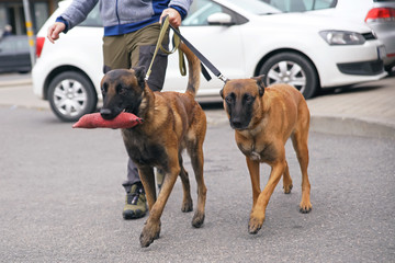 Two obedient Belgian Shepherd Malinois dogs walking on leashes with their owner in a city. One dog is holding a red soft bite tug toy in its mouth