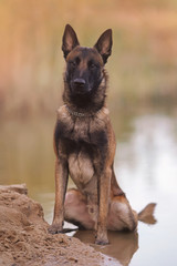 Young Belgian Shepherd dog Malinois with a chain collar sitting in a water near a wet sand on sunset