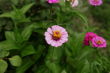Obraz premium Zinnia flowers on the natural background.