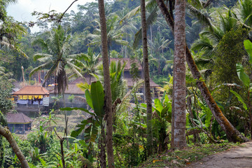 Beautiful landscape of a tropical Indonesian rainforest. Palm trees and a village near
