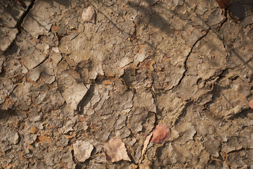 Image of dirty old leaf in forest