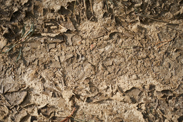 Photo of dirty old leaf in forest